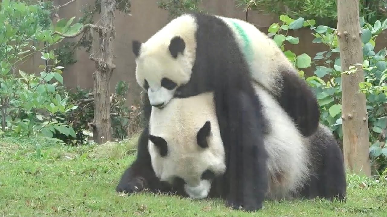 1歳のお誕生日おめでとう！シャオシャオとレイレイ 上野動物園