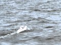 ヤマハUF26模型による航海試験 Radio control boat Yamaha UF26