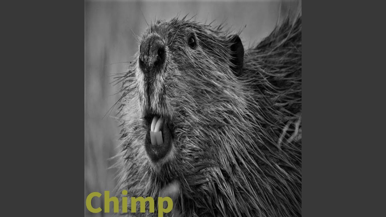 Obejrzyj Chimp w YouTube Obejrzyj Chimp w YouTube