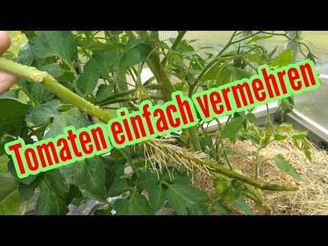 Video: Tomatenvermehrung durch Stecklinge - Wie man Tomatenstecklinge bewurzelt