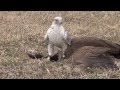 Gyrfalcon female takes canada goose