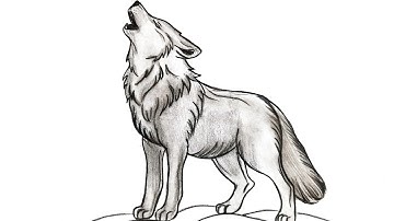 How to Draw a Realistic Wolf Step by Step | Easy Wolf Drawing Tutorial
