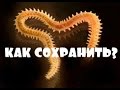 Рыбалка. Мои снасти на рыбу пеленгас и хранение морского червя "Нереис"