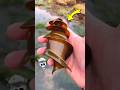 ⚠️ সমুদ্রতীরে সাবধান!🌊 Mermaid Purse Shark Egg Mystery 😲 Deadly Ocean Alert #Shorts #ytshorts #facts