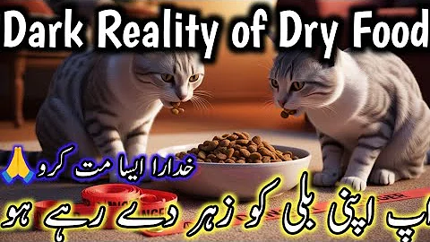 Video 10326201: persian cat food review, best persian cat food, dry cat food