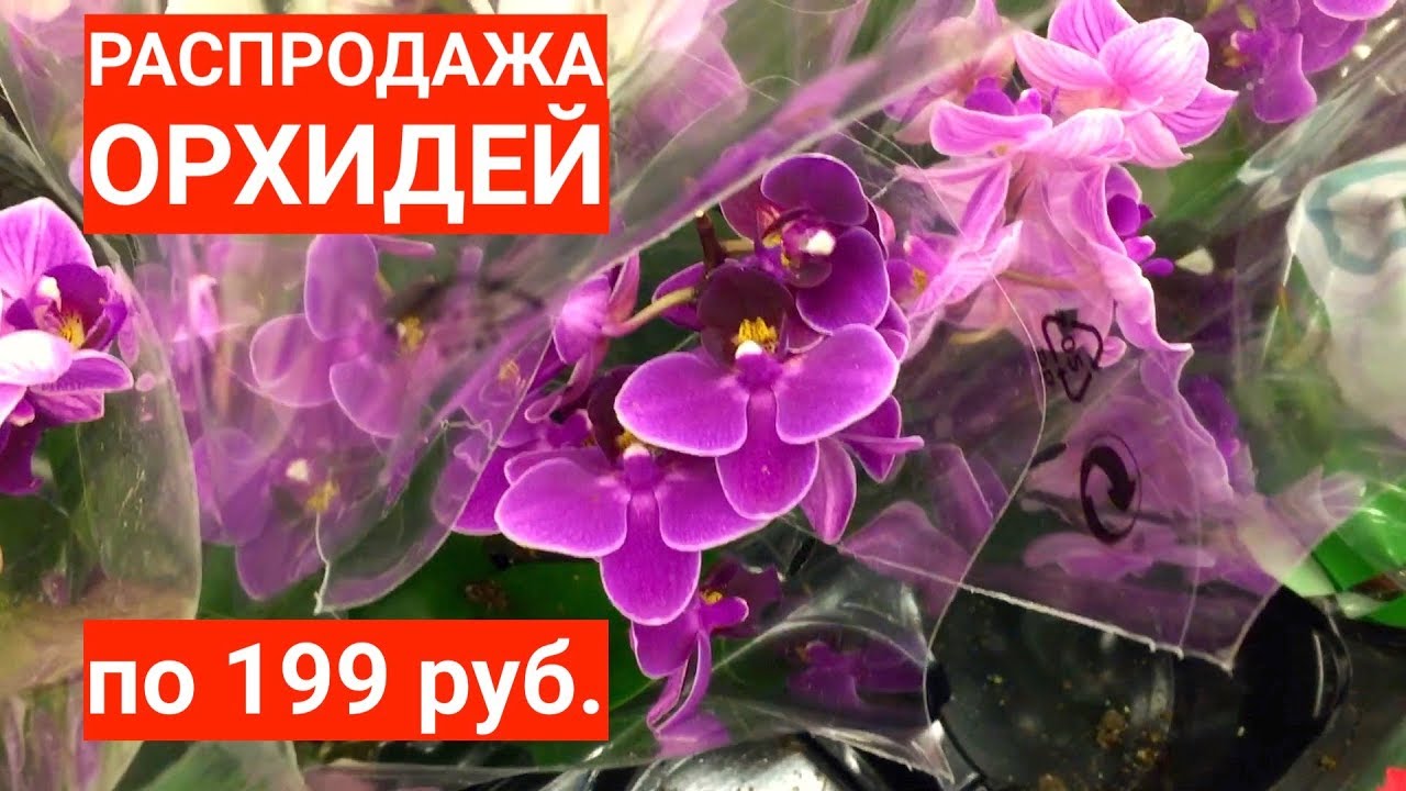 Орхидеи уценка. Уценка орхидей. Ашан орхидеи. Уценка орхидей в Ашане. Уценка орхидей в Леруа.