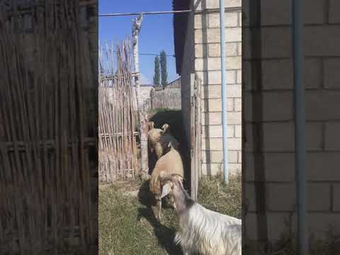 Video: Qoyun Və Keçi Arasındakı Təəccüblü Fərqlər