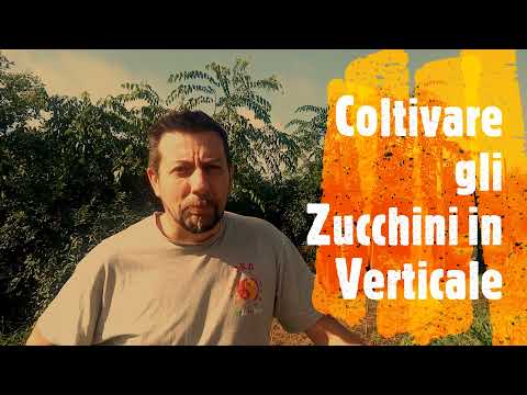 Coltivazione degli zucchini in verticale