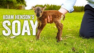 Born at the Wrong Time of Year - Adam Henson's Soay Lamb