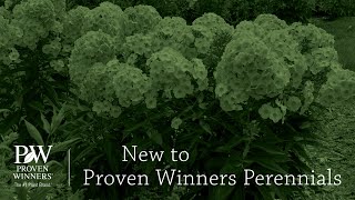 New to Proven Winners Perennials (Retail 2021) | Walters Gardens