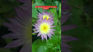 Arunaware water lily #waterlily #highlights #nature #vairal #flowers