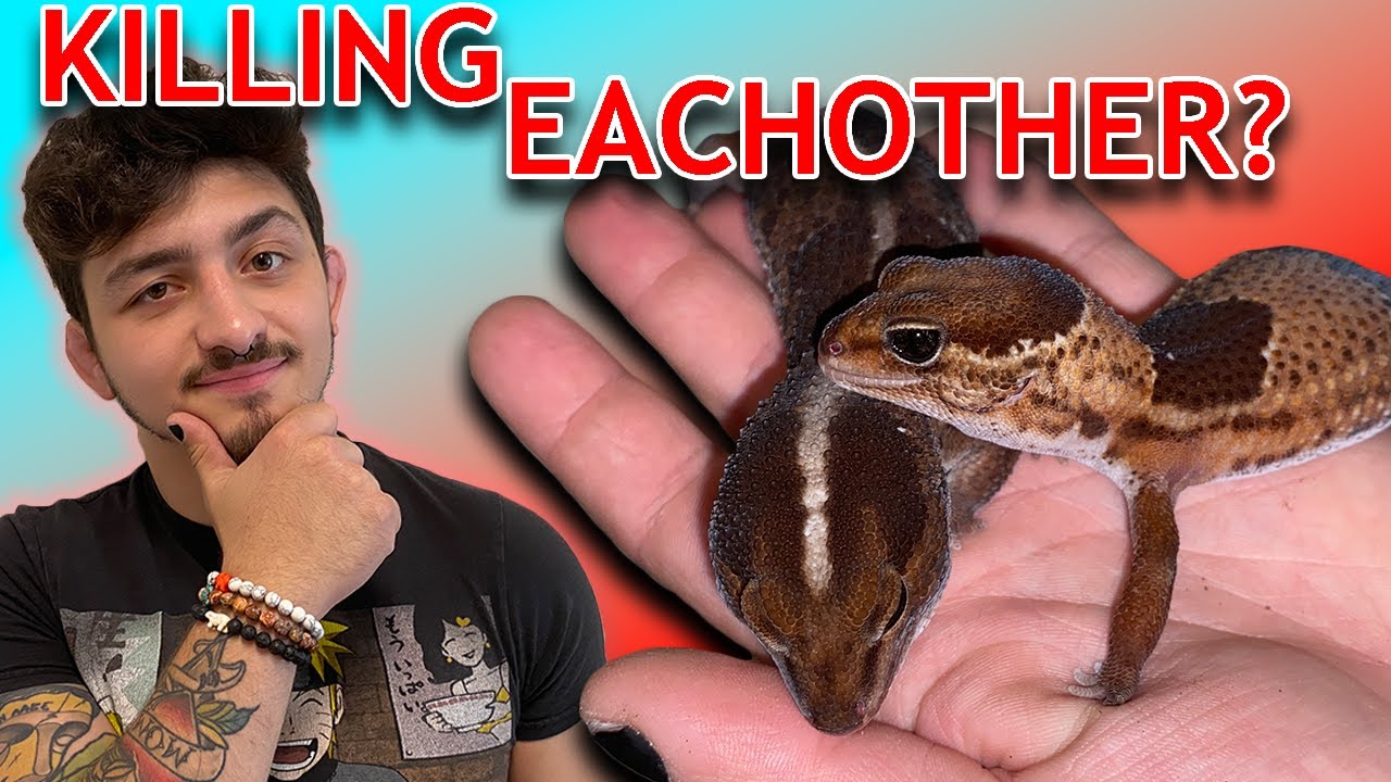 COHABITING: Housing Geckos Together?! (controversial)