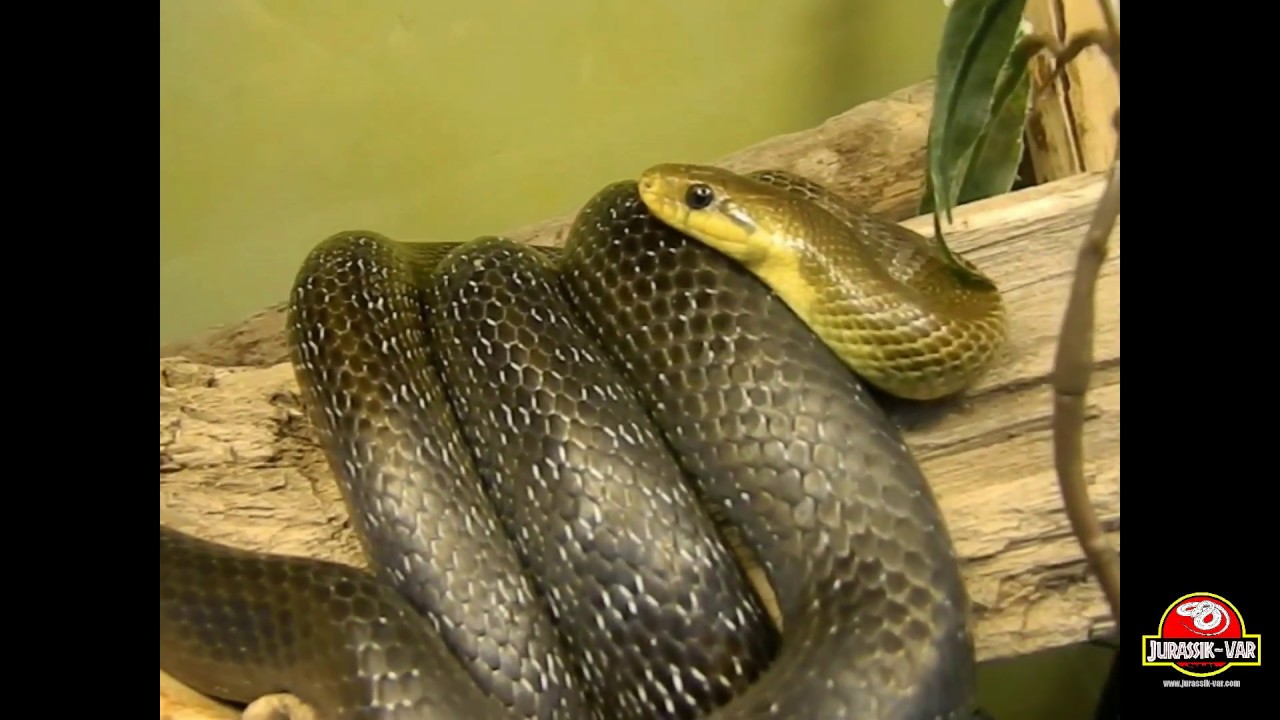 serpents en france ZAMENIS LONGISSIMUS - Terrarium & nourrissage de notre femelle