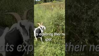 Goats grazing! and loving it