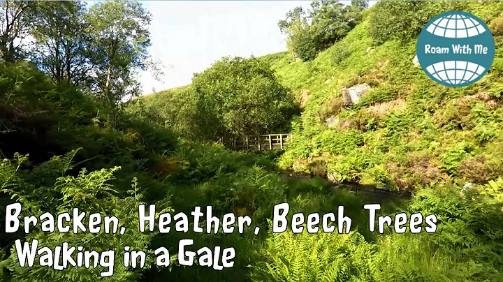 Heather Moorland, Tall Bracken, a Hidden Valley an...
