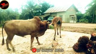 sapi kawin sapi jantan (B) vs anak sapi (K) sampai tersimpuh sakit