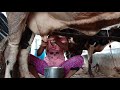 Cowmilking by hand