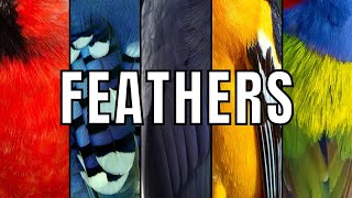 5  INTERESTING FEATHER FACTS
