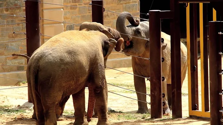 Asian Elephant Meet Up: Introductions Between Two Social Groups - DayDayNews