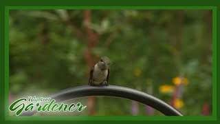 Hummingbird Attractor and Support Garden | Volunteer Gardener