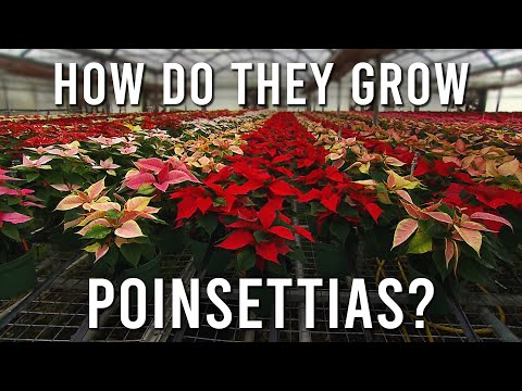 Video: Colectarea semințelor de Poinsettia - Sfaturi despre cultivarea Poinsettia din semințe