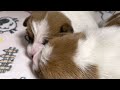 @ジャックラッセルテリア子犬