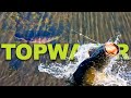 Unbelievable Topwater Fishing: Epic Surface Strikes Captured!