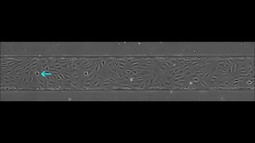 Endothelial Cell Division Under Flow