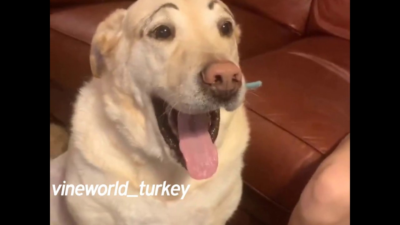 Köpeğimin kaşları var (Türkçe altyazılı) YouTube