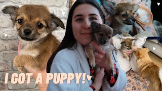 I GOT A PUPPY!!!!! | MEET MY LONG HAIR CHIHUAHUA PUP | Chloe Ellis