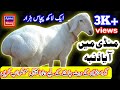 Dombay ki Qurbani | Bakra Mandi Pakistan | Goat Farming | Apna Shoq | Sheep farming for Wool