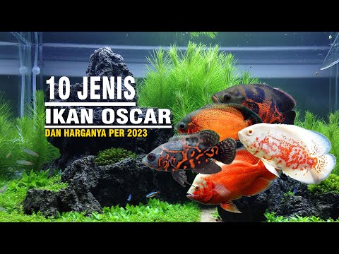 11 JENIS IKAN OSCAR BESERTA HARGANYA PER TAHUN 2023 |HABITAT |EDUCATION |KARAKTER #fish  #ikanhias