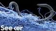 The Mysterious World of Microscopic Life ile ilgili video