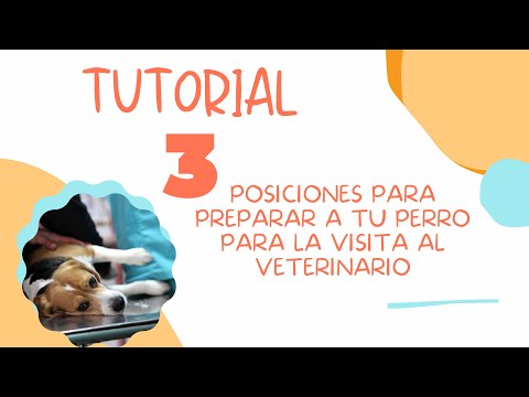 Video: 3 cosas que puedes hacer para preparar a tu perro para una excelente visita al veterinario