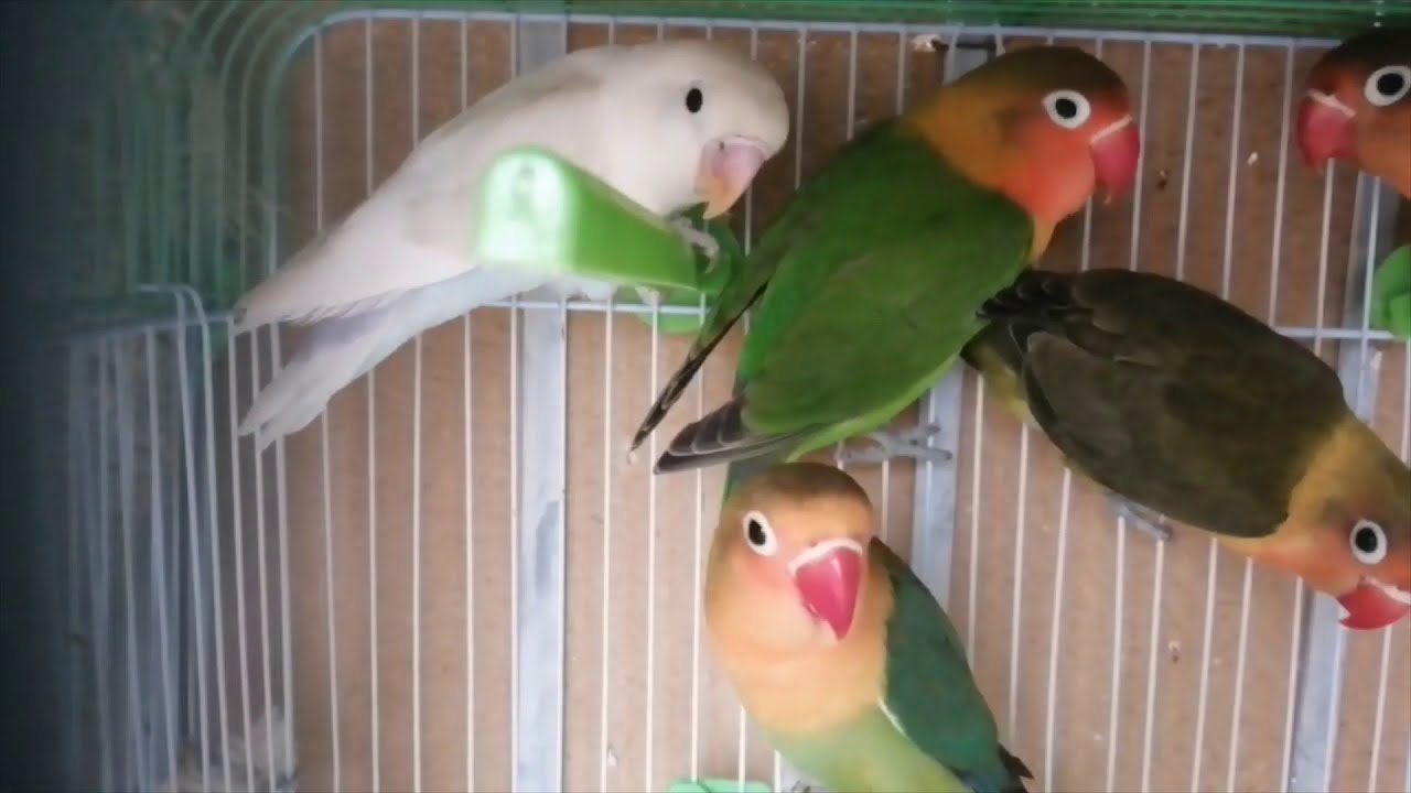 Sound of heaven birds Love birds Sounds for 2 hours Love birds