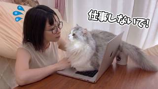 なんとしてでも仕事を止めたい子猫の取った行動が可愛すぎましたw