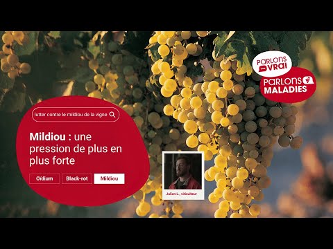 Mildiou : une pression de plus en plus forte