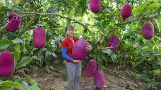 Harvest JACK FRUIT (Mit Mit) go to market sell, Cook jackfruit sticky rice | Phuong Daily Harvesting