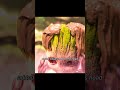 After applying mud to his body, Little Groot miraculously grew leaves!#youtube #movie