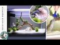How I Do Water Changes for My Betta Fish