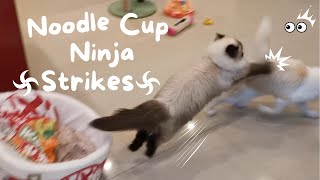 Cat After-Pee Ambush Part 2 : Another Strike ! 🍜💥 by Eli & Mocha 536 views 2 weeks ago 45 seconds