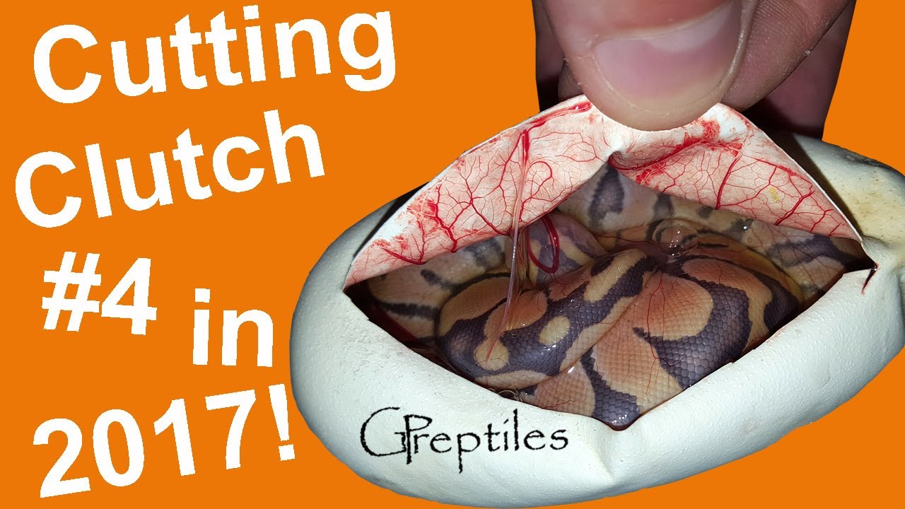 królewskie piwo Cutting Ball Python Clutch #4 - Only one egg!