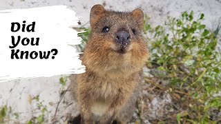 Quokkas facts | The Happiest Animals on the Internet | facts about the quokka for kids