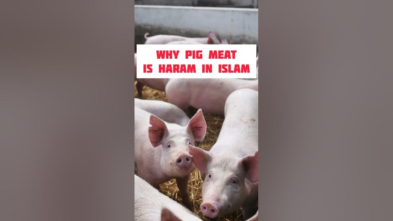 halal-and-haram-meat-in-islam-part-2-madhab-shafi-i-youtube