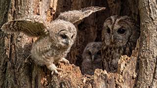 This Owlet's First Flight Changes Everything | Survival Against All Odds screenshot 1