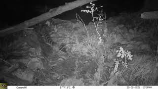 Fototrampeo &quot;trailcam&quot; de gineta &quot;genet&quot; (genetta genetta) en un cauce seco de una ribera