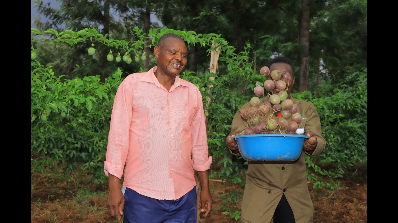 MAKING MILLIONS OUT OF PASSION FRUIT IN KISII