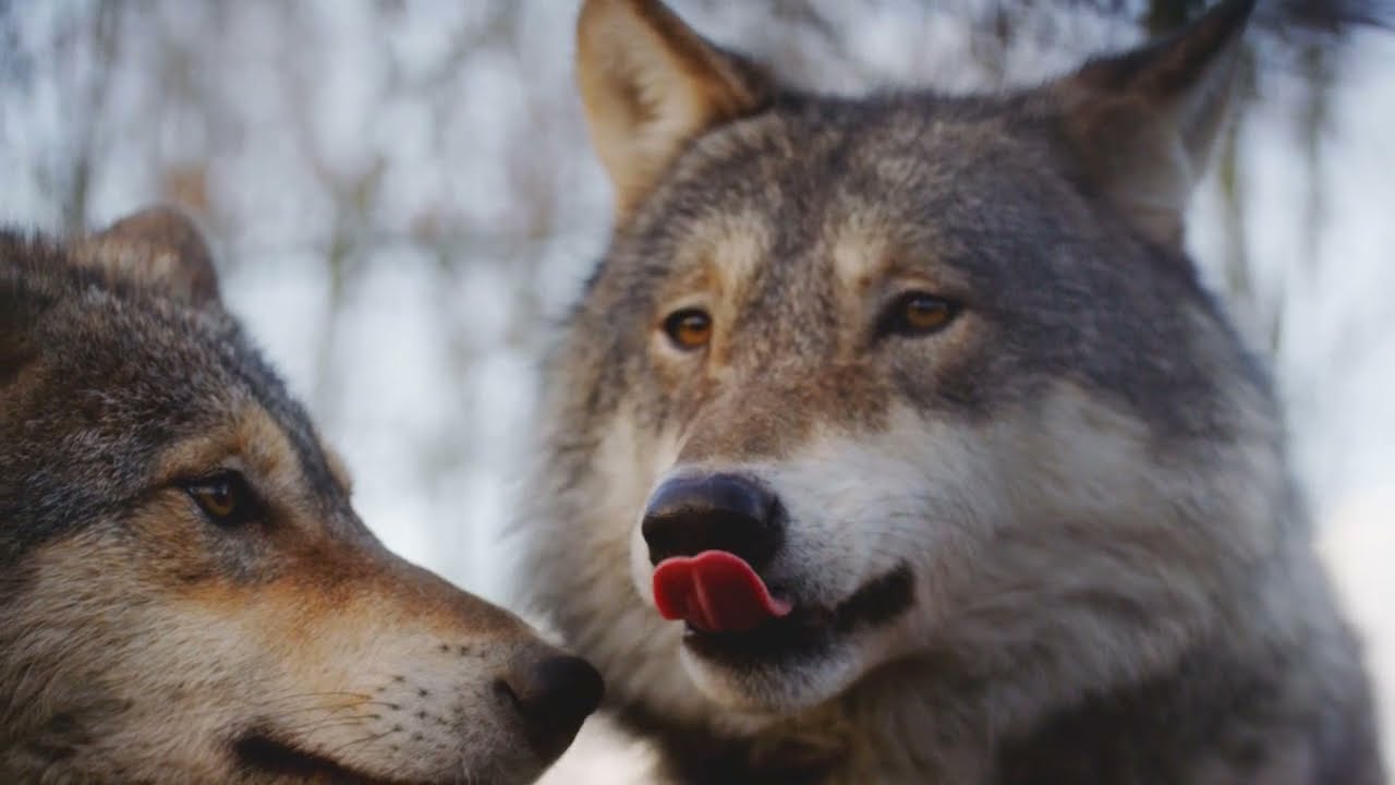 Sounds of Wolves Howling in 2021 YouTube