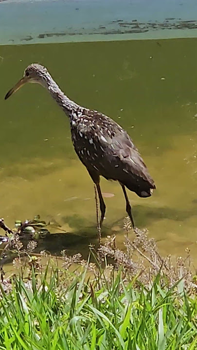 Limpkin Bird