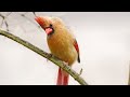 Spring Bird Spectacular | Videos For Cats | Leave On All Day